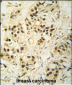 CDK1 Antibody (T14)